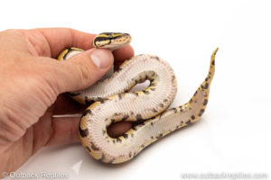 Africa import dinker ball python for sale