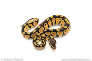 Africa import dinker ball python for sale