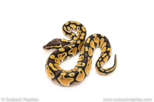 Africa import dinker ball python for sale