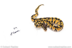 Africa import dinker ball python for sale