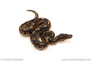 African Import Dinker Ball Python for sale