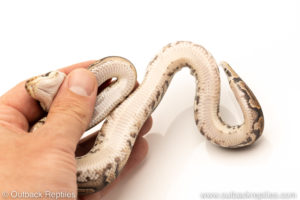 African Import Dinker Ball Python for sale