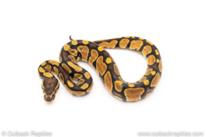 Africa import dinker ball python for sale