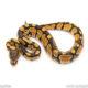 Africa import dinker ball python for sale
