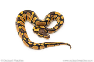 Africa import dinker ball python for sale