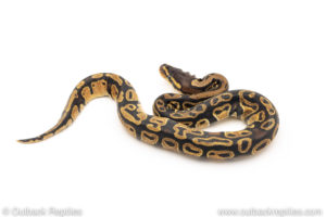 Africa import dinker ball python for sale