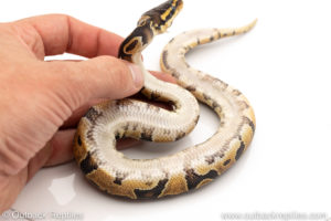 Africa import dinker ball python for sale