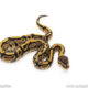 Africa import dinker ball python for sale