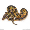 Africa import dinker ball python for sale