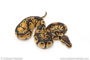 Africa import dinker ball python for sale