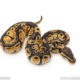 Africa import dinker ball python for sale