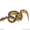Africa import dinker ball python for sale