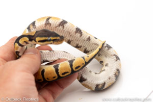 Africa import dinker ball python for sale