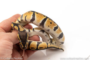 Africa import dinker ball python for sale