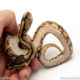 Africa import dinker ball python for sale