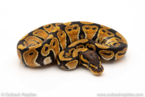 Africa import dinker ball python for sale