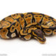 Africa import dinker ball python for sale