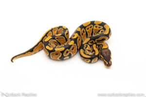Africa import dinker ball python for sale