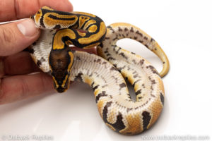 Africa import dinker ball python for sale