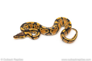 Africa import dinker ball python for sale