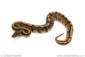 Africa import dinker ball python for sale
