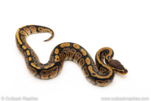 Africa import dinker ball python for sale