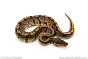 Africa import dinker ball python for sale