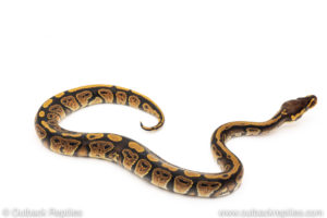 Africa import dinker ball python for sale