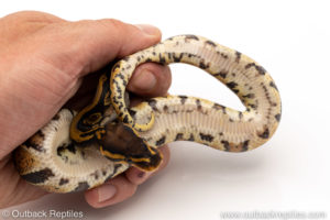 Africa import dinker ball python for sale