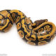 Africa import dinker ball python for sale