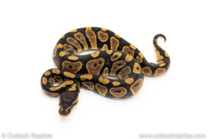 Africa import dinker ball python for sale