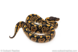 Africa import dinker ball python for sale