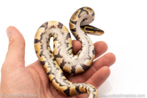 Africa import dinker ball python for sale