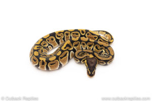 Africa import dinker ball python for sale