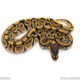 Africa import dinker ball python for sale