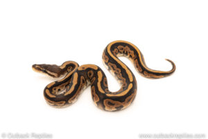 African Import Dinker Ball Python for sale