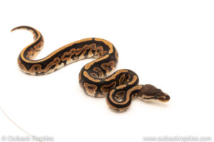 African Import Dinker Ball Python for sale