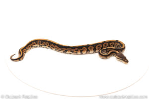 African Import Dinker Ball Python for sale
