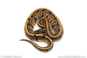 Africa import dinker ball python for sale