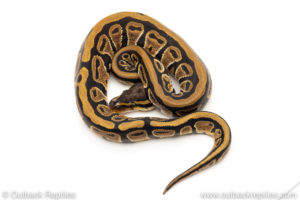 Africa import dinker ball python for sale
