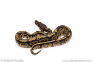 Africa import dinker ball python for sale
