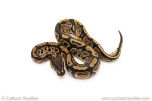 Africa import dinker ball python for sale