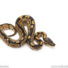 Africa import dinker ball python for sale