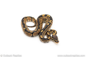 Africa import dinker ball python for sale