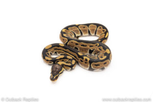 Africa import dinker ball python for sale