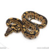 Africa import dinker ball python for sale