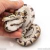 Africa import dinker ball python for sale