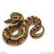 Africa import dinker ball python for sale