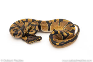 Africa import dinker ball python for sale
