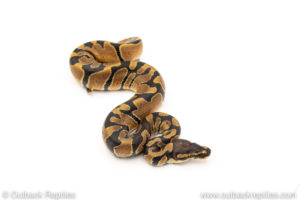 Africa import dinker ball python for sale